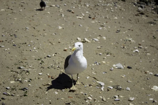 Seagull on sea — Stock Photo, Image