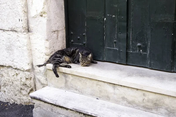 Macskák Elhagyatva Utcán Állatkínzás Magány — Stock Fotó