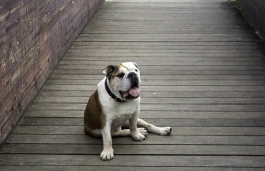 Park 'ta Bulldog oynuyor ve yürüyor, soylu hayvanlar