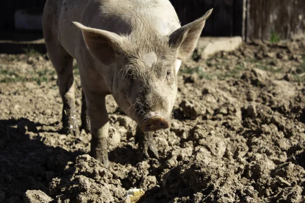 Świnie Branży Zwierząt Farm Przyroda Jedzenie — Zdjęcie stockowe