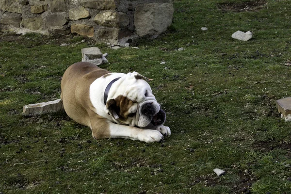 Bulldog Park Playing Walking Pedigree Animals — Stock Photo, Image