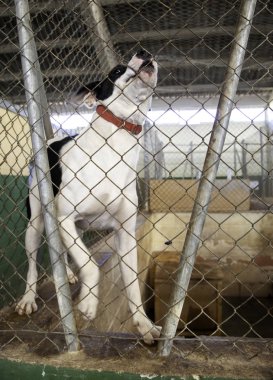 Köpek kulübesinde kilitli, terkedilmiş hayvanlar ve kötü muamele