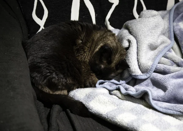 Chat Siamois Endormi Dans Son Lit Animaux Domestiques — Photo