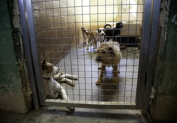 Cane Rinchiuso Canile Animali Abbandonati Maltrattati — Foto Stock