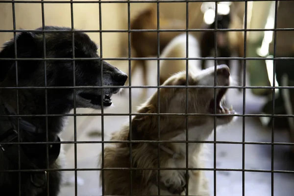 Hund Zwinger Eingesperrt Tiere Ausgesetzt Und Misshandelt — Stockfoto