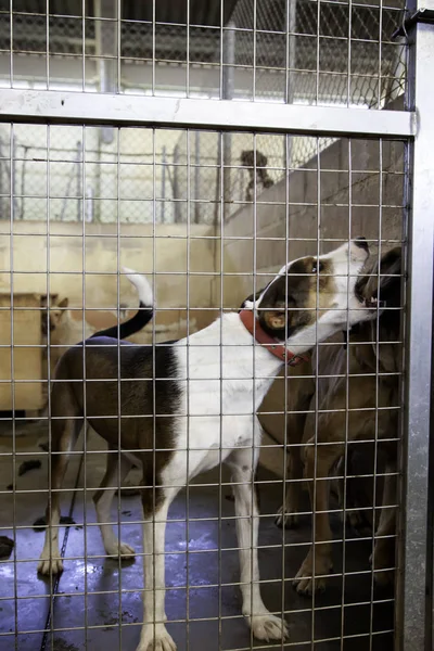 Dog locked in kennel, abandoned animals and mistreated