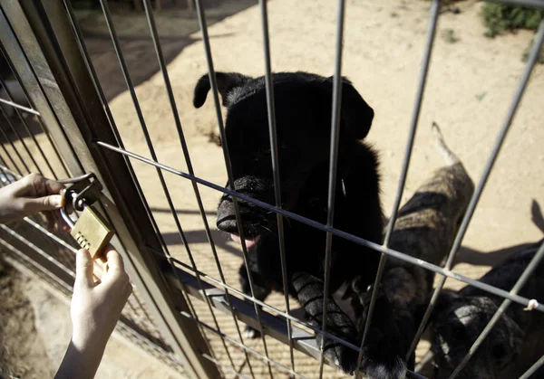 Dog locked in kennel, abandoned animals and mistreated