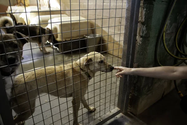 Dog locked in kennel, abandoned animals and mistreated