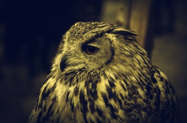 Doğa, hayvanlar yabani memeli hayvanlar baykuşlar