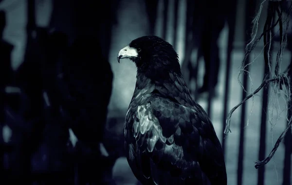 野生秃鹫和鹰 猎鹰哺乳动物 — 图库照片