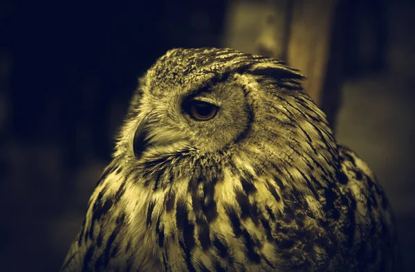 Doğa, hayvanlar yabani memeli hayvanlar baykuşlar