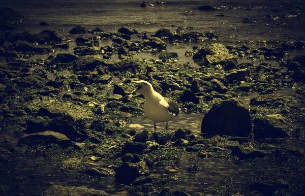 海里的海鸥 自由的小鸟 哺乳动物 — 图库照片