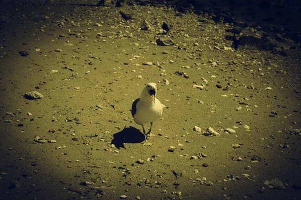 Mouette Dans Mer Oiseaux Liberté Mammifères — Photo