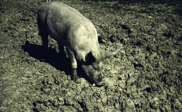 Свиней на фермі — стокове фото