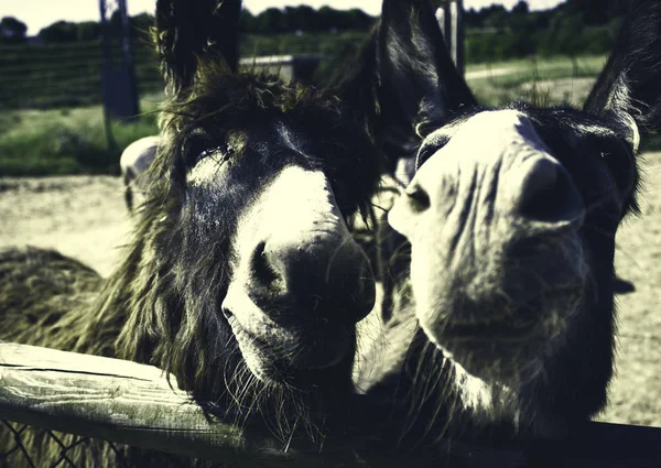 Hayvan çiftliğinde eşekler, doğal park.