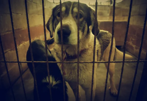 Dog locked in kennel, abandoned animals and mistreated