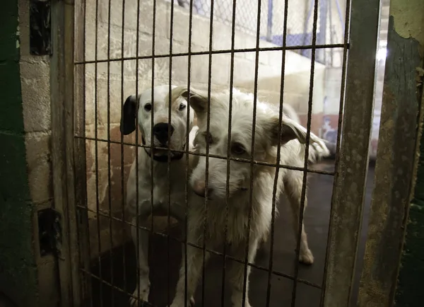 Hund Zwinger Eingesperrt Tiere Ausgesetzt Und Misshandelt — Stockfoto