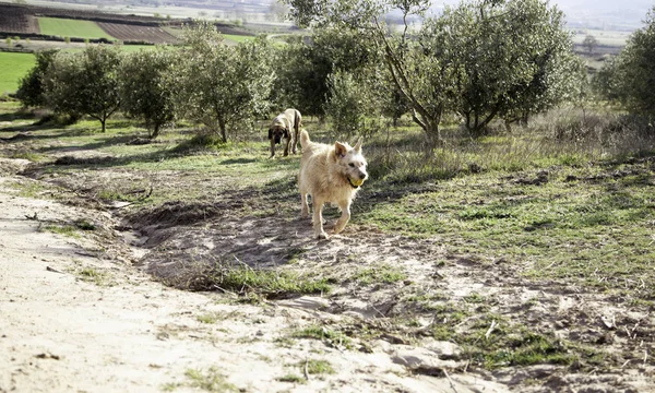 Câine Greyhound Joacă Parc Animale Natur — Fotografie, imagine de stoc