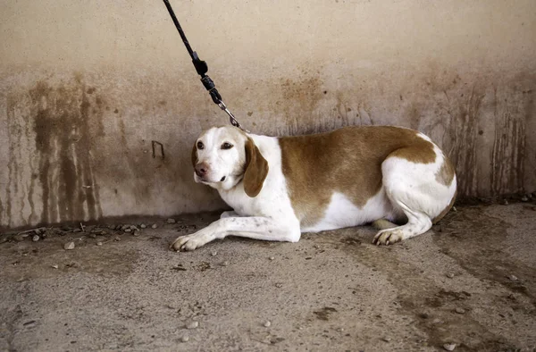 Dog with fear and leash, animals and nature