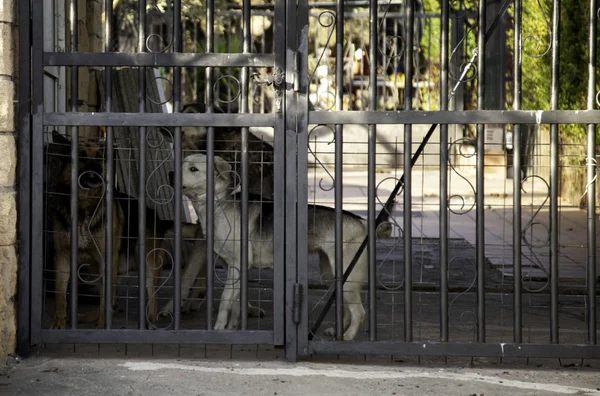 Dog locked in kennel, abandoned animals and mistreated