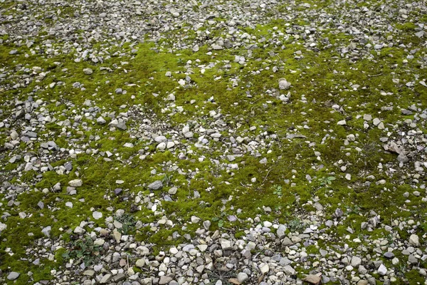 Мосс Каменном Полу Природе Текстурах — стоковое фото