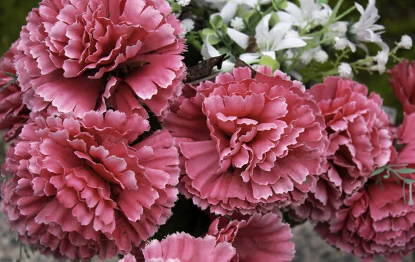 Rosas Frescas Perfumadas Detalhe Romantismo Amor — Fotografia de Stock