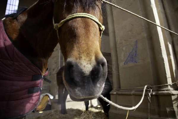 Abandoned Tied Horse Stable Animals Nature — Stock Photo, Image