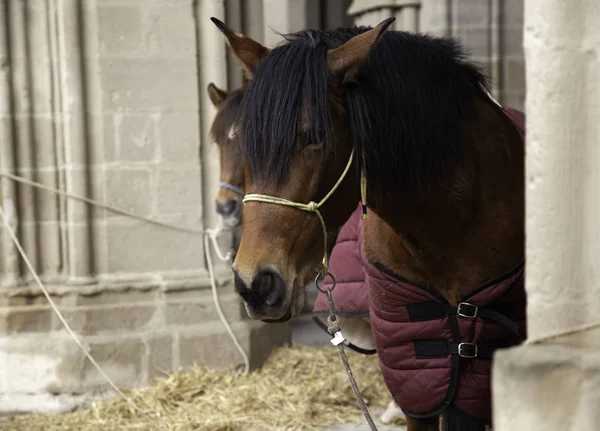 Rasechte Paard Stal Dieren Natuur — Stockfoto