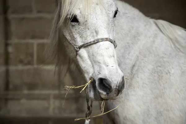 Čistokrevné Koně Stáji Zvířata Příroda — Stock fotografie