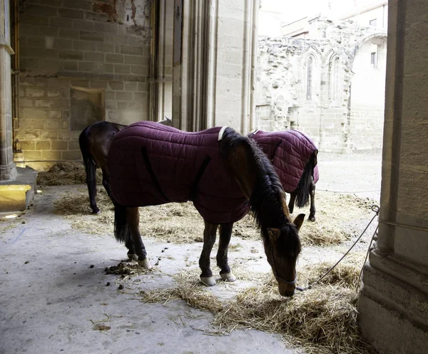 Purebred Horse Stable Animals Nature — Stock Photo, Image