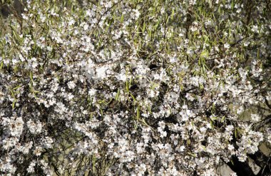 Bahçede çiçekler, manzara ve doğa