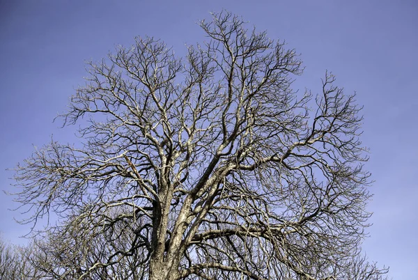 Alberi Foresta Natura Paesaggio Naturale — Foto Stock