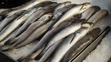 Sardalya balık sayaç gıda, Pazar