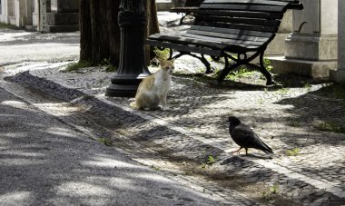 Kedi ve güvercin Caddesi, hayvanlar ve doğa birlikte
