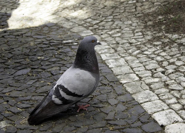 城市街道上的鸽子 鸟类和自然 — 图库照片