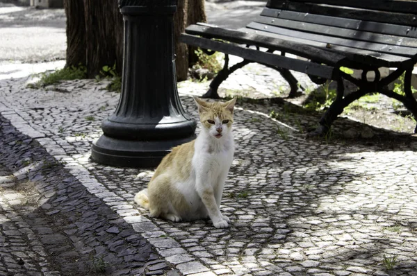 Cats Abandoned Street Animal Abuse Loneliness — Stock Photo, Image