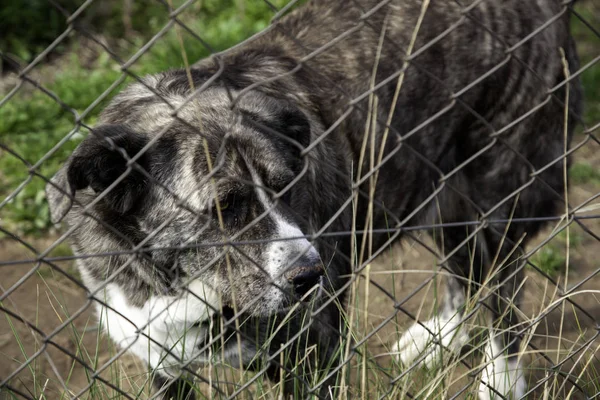 Perro encerrado en perrera — Foto de Stock