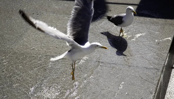 Seagull in park — Stock Photo, Image