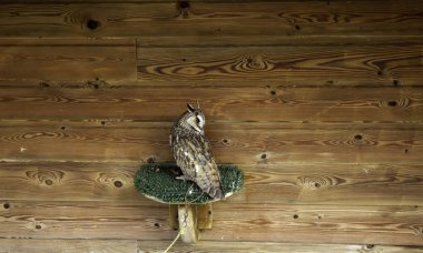 Vahşi baykuş bağlı