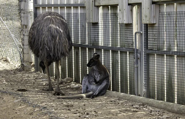 Canguro selvatico in gabbia — Foto Stock