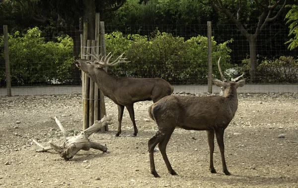Deer in rut — Stock Photo, Image