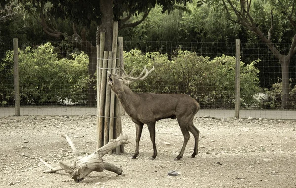 Deer in rut — Stock Photo, Image