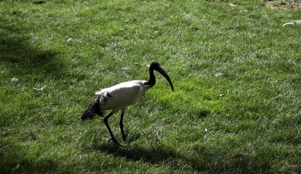 Reiher im Park — Stockfoto