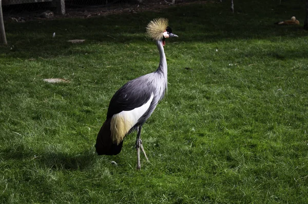 Heron in park — Stock Photo, Image