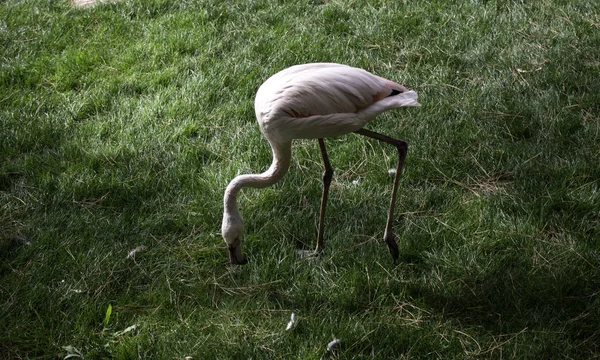 Wild flamingos park — Stock Photo, Image