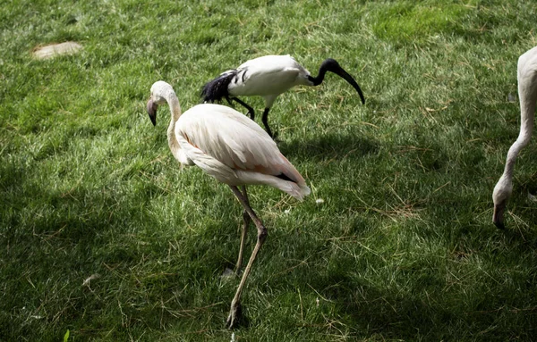 Парк диких фламинго — стоковое фото