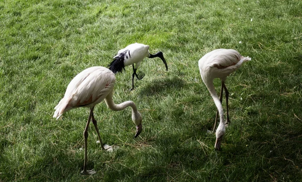 Dziki Park flamingów — Zdjęcie stockowe