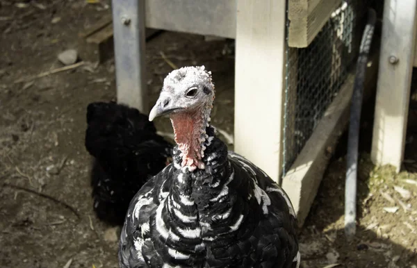 Pavo en el parque —  Fotos de Stock