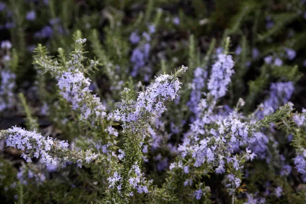 Natuurlijke lavendel — Stockfoto