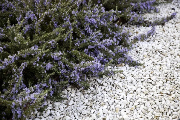 Natuurlijke lavendel — Stockfoto